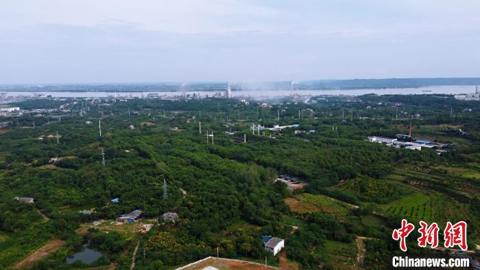 湖北宜昌姚家港化工園周圍綠樹成蔭。<a target='_blank' href='http://www.chinanews.com/'>中新社</a>記者董曉斌攝